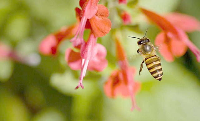 在农村被虫蜇到了怎么办,在农村被蜜蜂蛰了怎么办