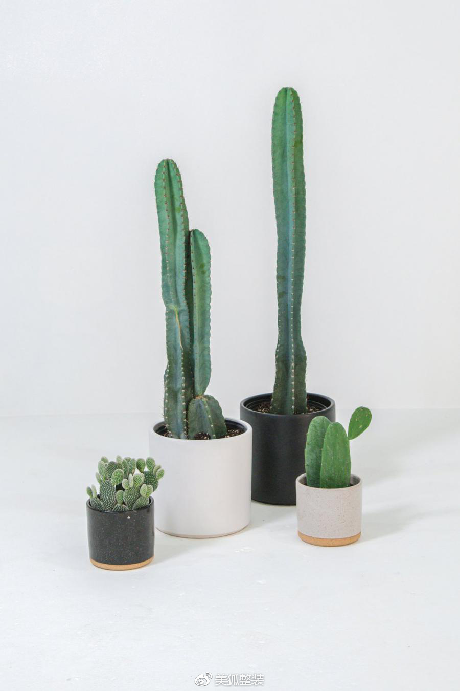 仙人掌种植技巧,仙人掌可以室内种植吗