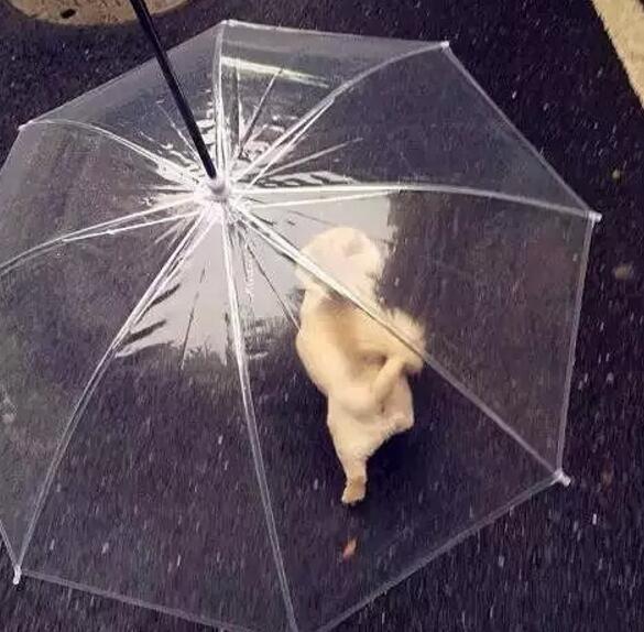 一个超级感人关于狗狗的故事,暖心主人和励志狗狗的故事