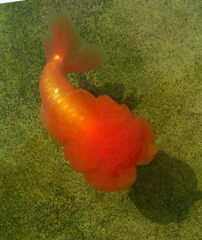 兰寿都是短尾巴吗,兰寿为什么短尾