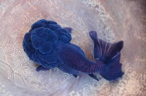 兰寿都是短尾巴吗,兰寿为什么短尾