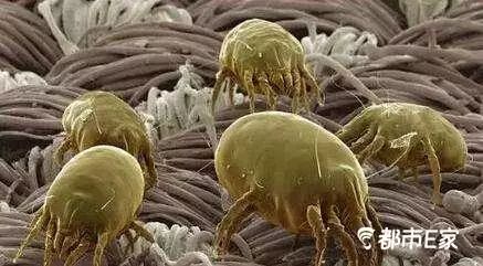 被马蜂蛰了怎么救治,男子被马蜂蜇伤146处伤