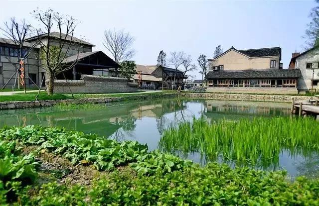 乡村振兴看浙江,乌镇乌村考察报告