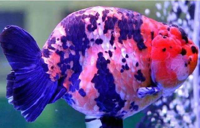 兰寿都是短尾巴吗,兰寿为什么短尾