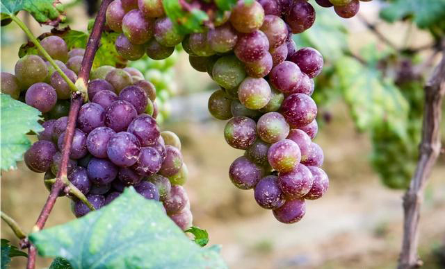 果树常用的11种杀菌剂,果树常用杀虫杀菌剂表