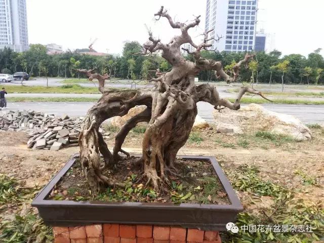 原生桩造型,原生苗盆景定型