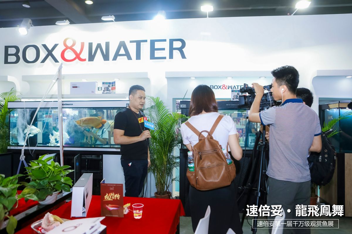 十大顶级巨型观赏鱼视频播放,顶级观赏鱼高清全屏视频