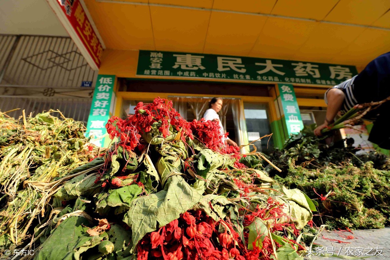 广西中药材示范基地种植情况,广西的中药材种植基地在哪里