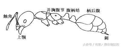 生物入侵红火蚁视频,红火蚁为什么是入侵物