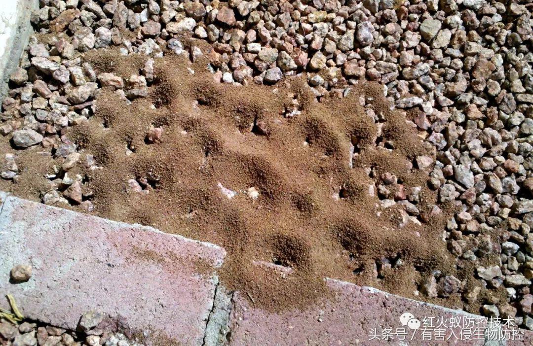 生物入侵红火蚁视频,红火蚁为什么是入侵物