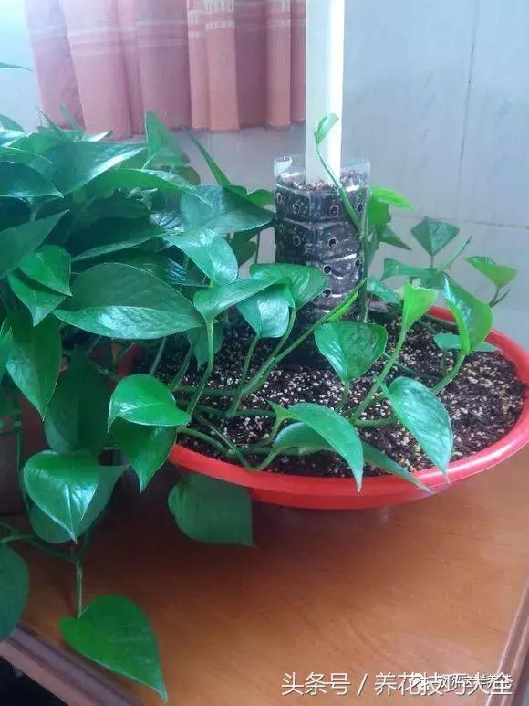 养殖绿萝用这3种办法快速长爆盆,养绿萝学好这3招爆盆快长势猛