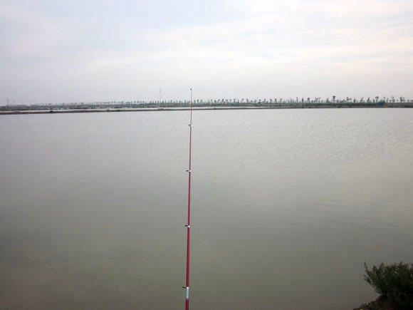 观赏鱼长得像鲶鱼是什么鱼,体型大只像鲶鱼一样的鱼