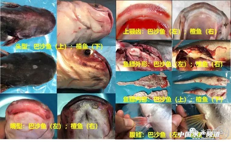 我国哪些地方养殖巴沙鱼,巴沙鱼养殖广东