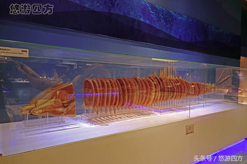 这个博物馆的展品略显重口味，胆小者不敢看，揭示了生命的奥秘！