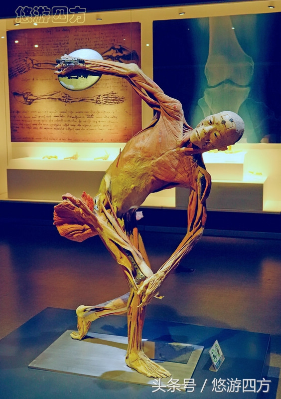 这个博物馆的展品略显重口味，胆小者不敢看，揭示了生命的奥秘！