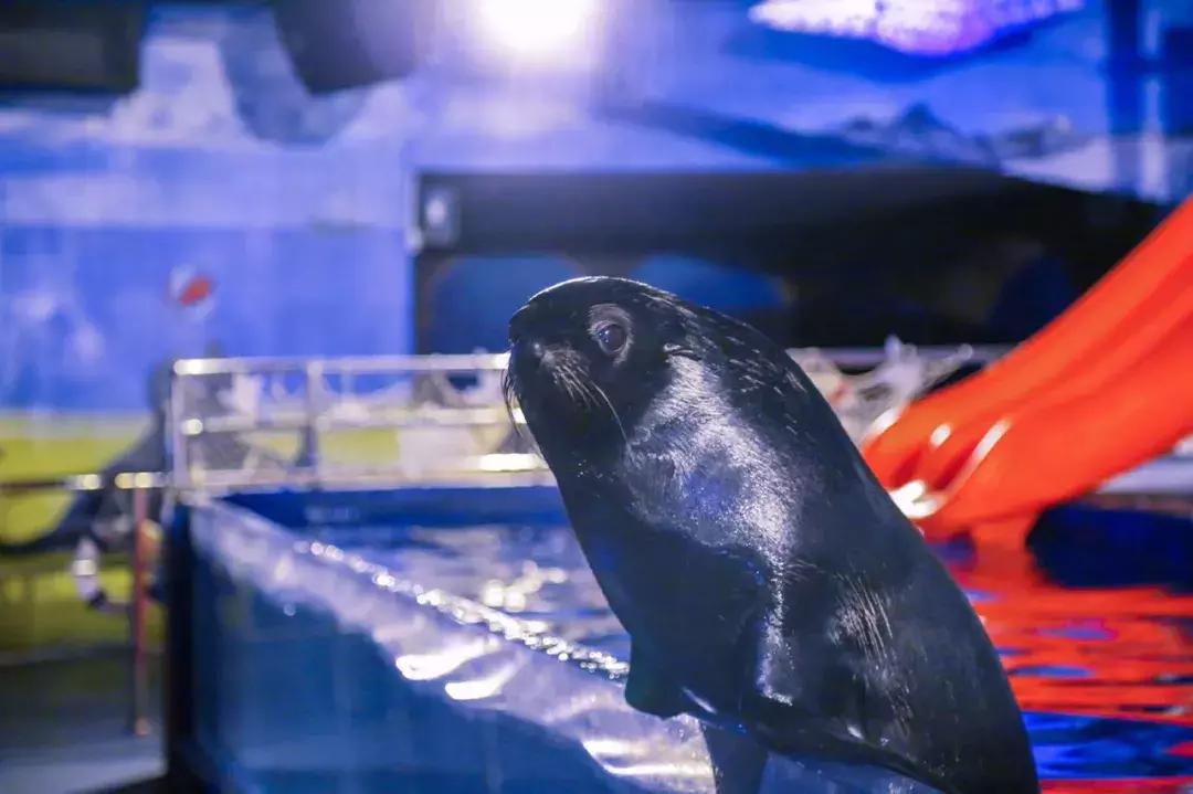 海底世界乐高大颗粒简单版,富国游海底世界