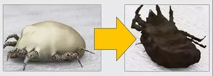 杀灭螨虫的中草药,天然除螨包去除螨虫