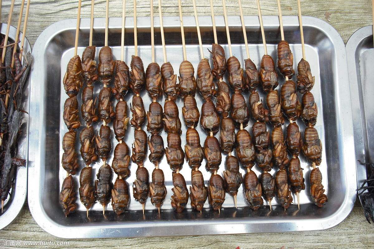 金蝉的养殖技术及市场前景,金蝉养殖技术资料大全最新