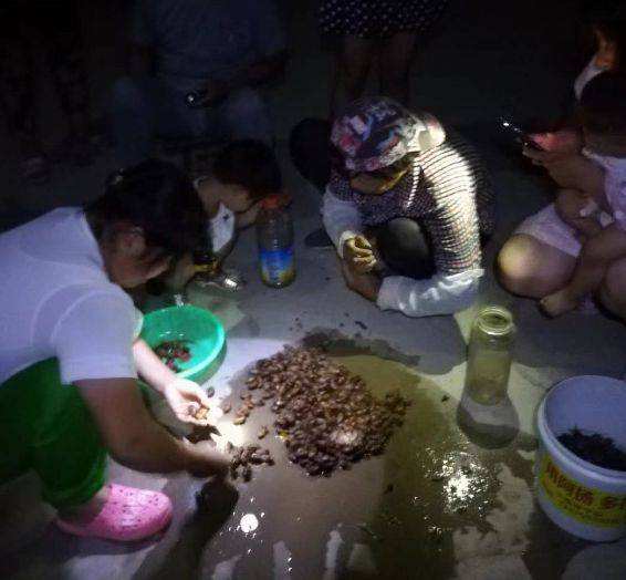 金蝉的养殖技术及市场前景,金蝉养殖技术资料大全最新