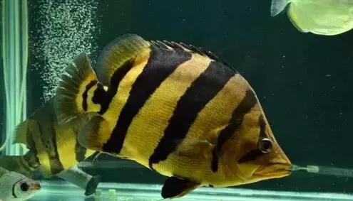 中华栉孔鰕虎鱼介绍,矛尾复鰕虎鱼介绍