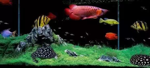 中华栉孔鰕虎鱼介绍,矛尾复鰕虎鱼介绍