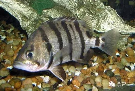 中华栉孔鰕虎鱼介绍,矛尾复鰕虎鱼介绍