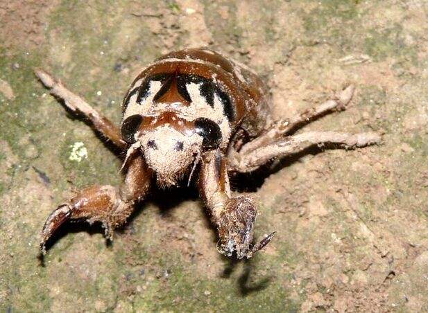 金蝉的养殖技术及市场前景,金蝉养殖技术资料大全最新