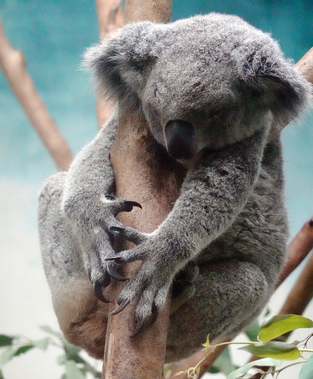 有舍有得,RX100M6长隆野生动物园中秋行摄记