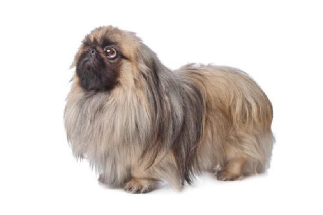 狗狗听话的品种,纯种北京犬腿上有长毛