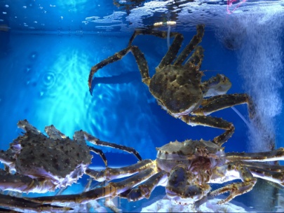 京城花胶鸡哪家好吃,花胶鸡北京知春路