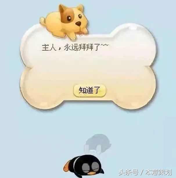 qq宠物为什么没有了,qq宠物再也不可能回来