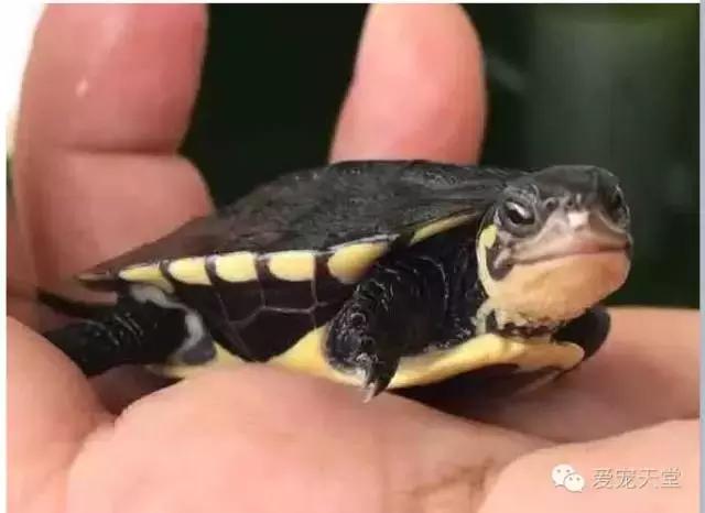 玻璃缸养龟注意事项,养龟的日常生活注意事项