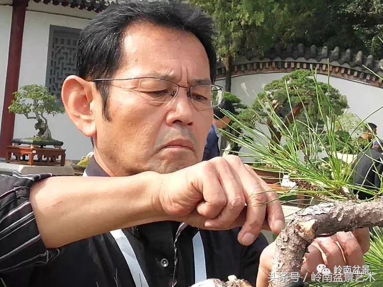 百年精品流苏老桩盆景,精品南天竺盆景