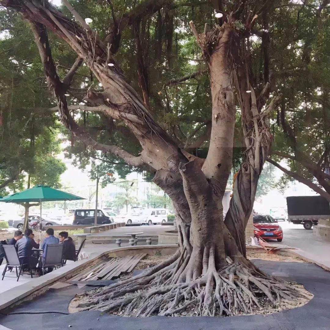 广州最奢华的咖啡店,广州顶级咖啡馆