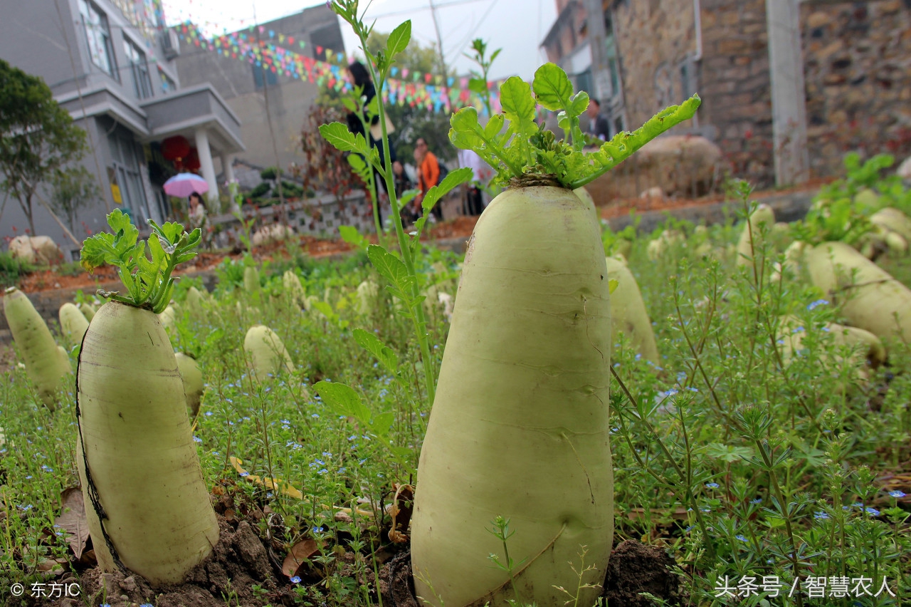 种萝卜有糠心怎么办,萝卜防糠心的方法