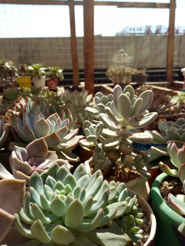 命运多舛，痴迷淡然，肉坚强们逆袭在秋天！