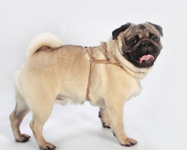 巴哥犬的正确饲养方法视频,想养巴哥犬