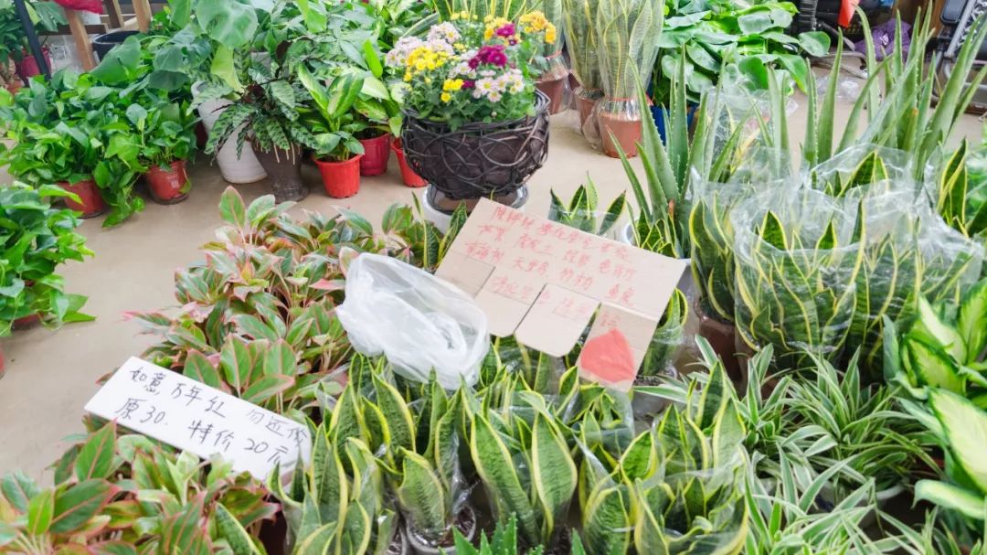 夫子庙花鸟鱼虫市场回忆,夫子庙花木鱼虫市场