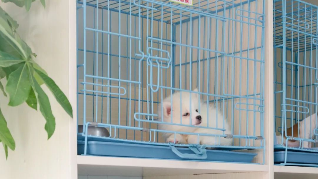 夫子庙花鸟鱼虫市场回忆,夫子庙花木鱼虫市场