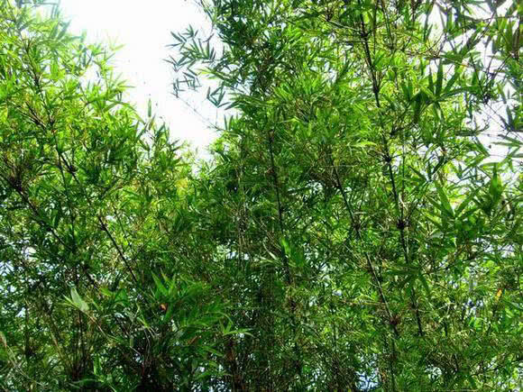 日本人用小竹子做鱼竿去小沟钓鱼,钓鱼人手工制作竹子鱼竿