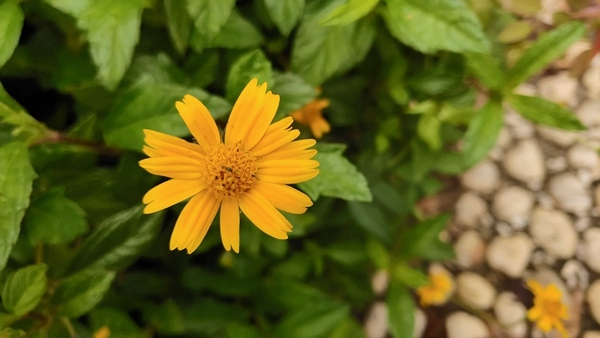 非凡一升突破未来vivonex测评,vivonex旗舰版详细评测