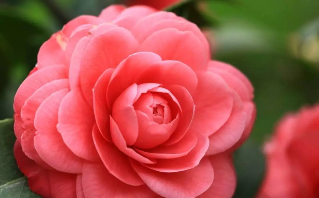 茶花炭疽病用什么药治最好,茶花炭疽病的症状和防治方法