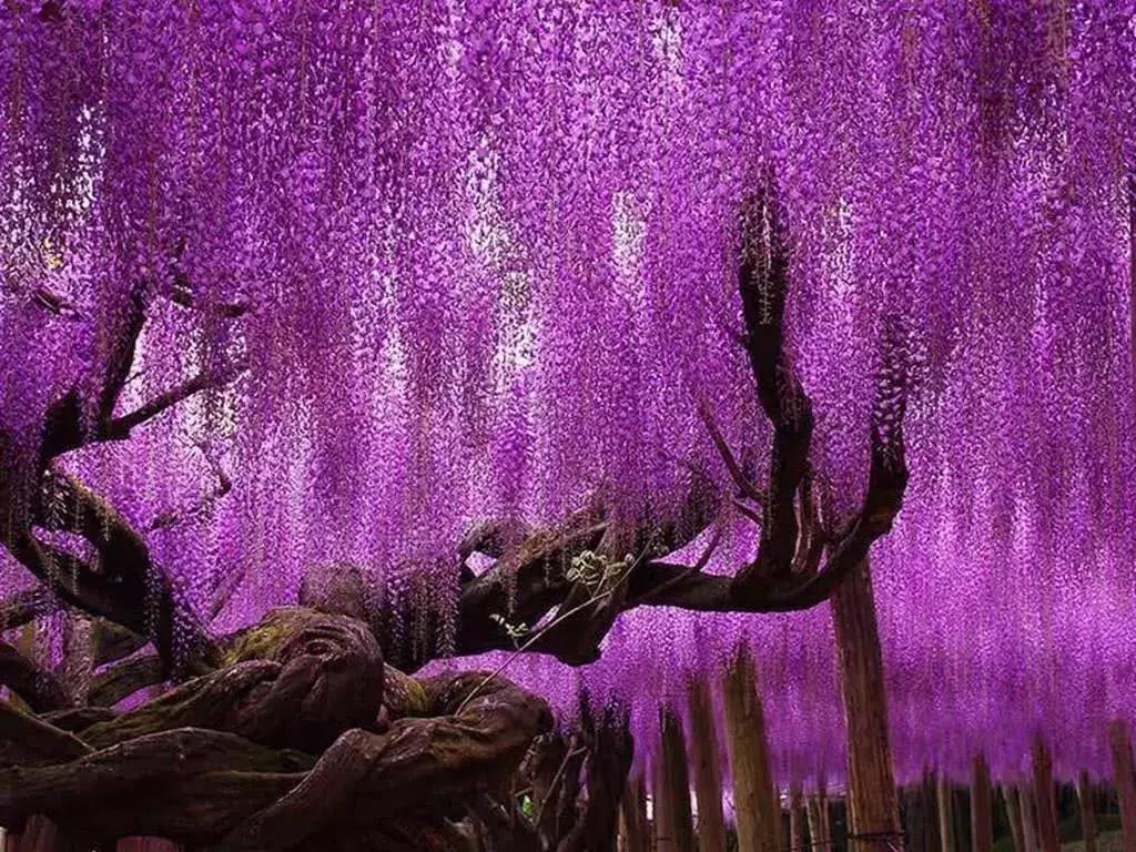 世界上有各种各样的树你听说过,世界上最美的树的排名