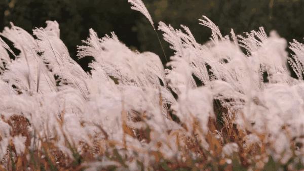 阳澄湖旅游吃大闸蟹民宿,沙家浜景区芦花湾住宿
