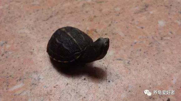 龟不沉水怎么办,西非龟一直浮在水面