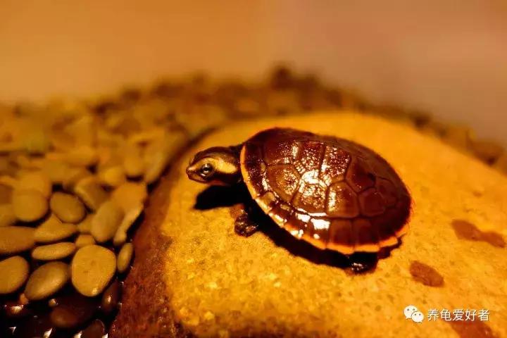 龟不沉水怎么办,西非龟一直浮在水面