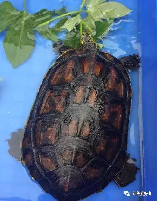 龟不沉水怎么办,西非龟一直浮在水面