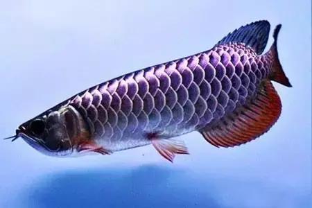 防止龙鱼掉眼的最佳方法,龙鱼胡须受到伤害