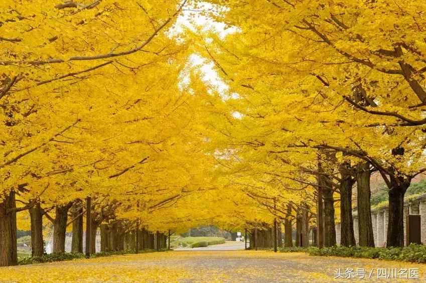 秋日街头随处可见的它，已将十几人送进医院，千万别乱捡