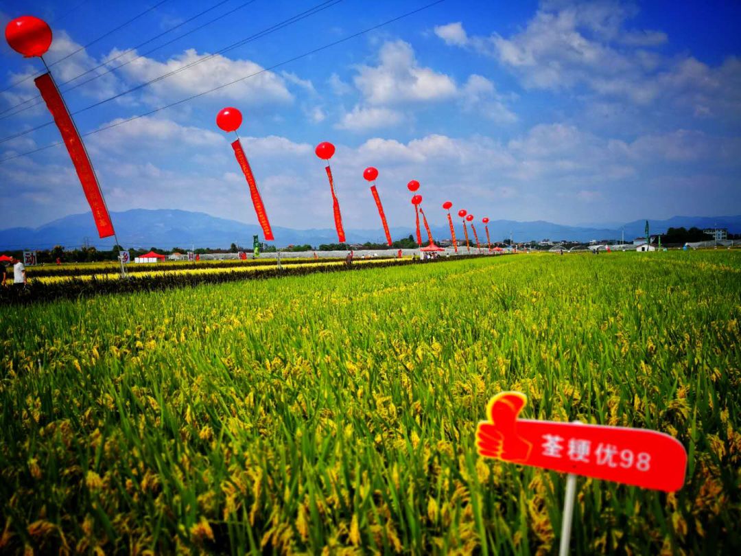 彩色米、年糕米、寿司米……291个品种亮相，稻米也可量身定制！